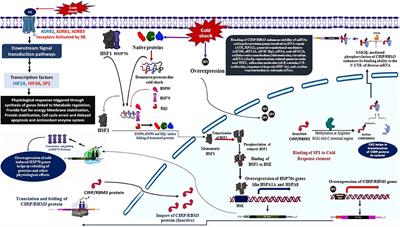 Changthangi Pashmina Goat Genome: Sequencing, Assembly, and Annotation